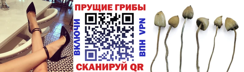 Псилоцибиновые грибы Psilocybine cubensis  Новая Усмань 